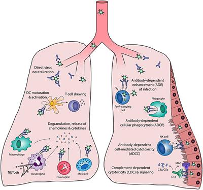 Frontiers | Fc-Mediated Antibody Effector Functions During